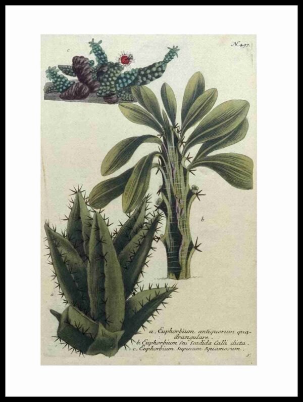 DNA WJP107 Euphorbium