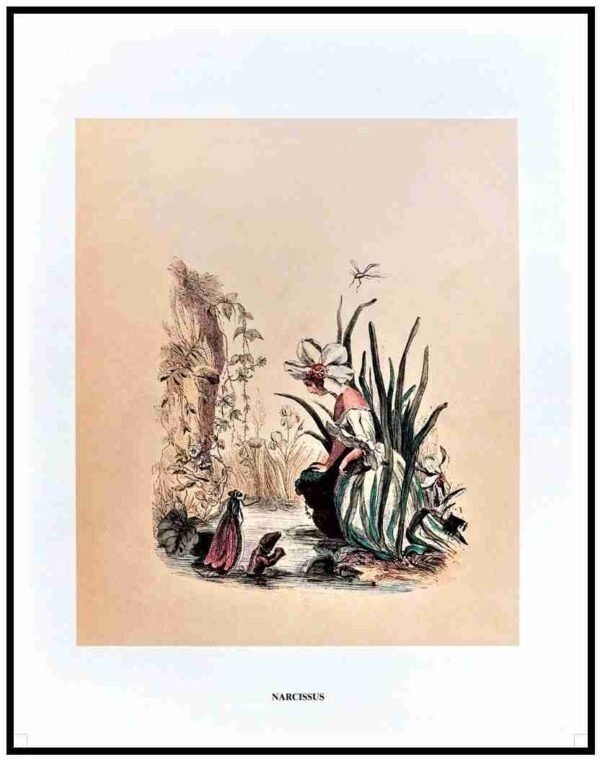 AQP HE32 Narcussus (Antique Prints)