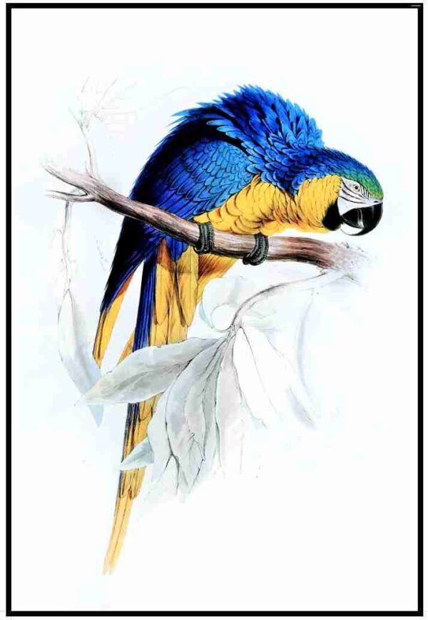 ALP B14026 Blue & Yellow Macaw (Antique Prints)